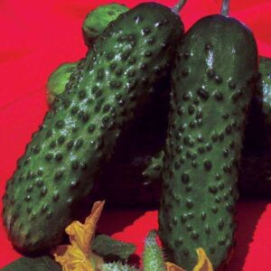 SEMINTE DE CASTRAVETI ABSOLUTE F1/BARD F1