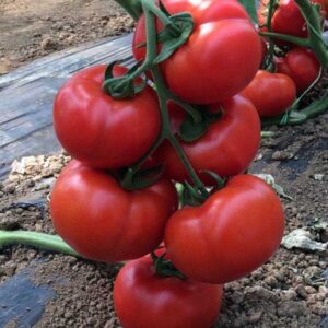 SEMINTE DE TOMATE VITARA F1,1000sem