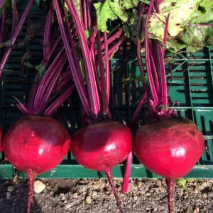 SEMINTE DE SFECLA ZEPPO F1 RZ, 50.000sem